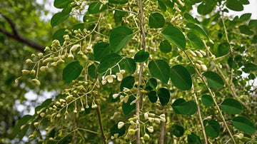 moringa in powder